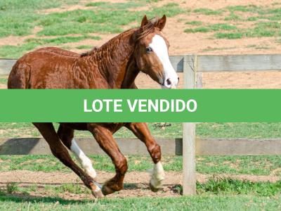 LOTE 004 - KYLIAN DA CAPIVARA