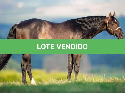 LOTE 031 - OUT FOXIN THE CAT (Coberturas)