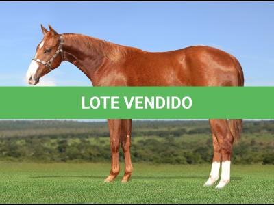 LOTE 013 - BOY TAG WHIZ Z