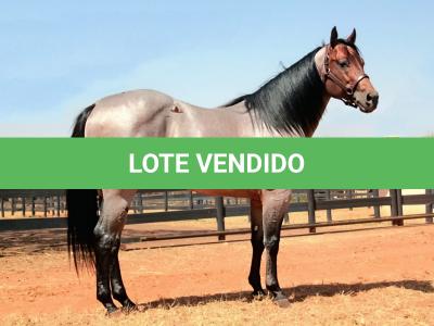 LOTE 002 - BLACKSMITH FAME BG (Coberturas)