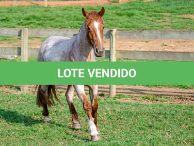 LOTE 016 - JARARACA DA CAPIVARA