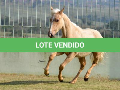 LOTE 002 - PERIS IN BLUE