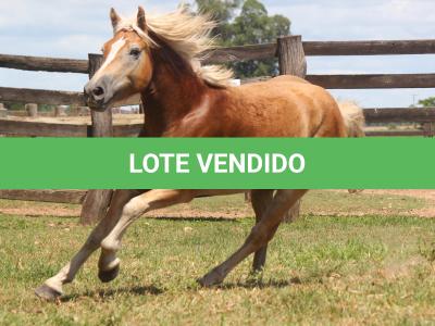 LOTE 008 - DOMINÓ