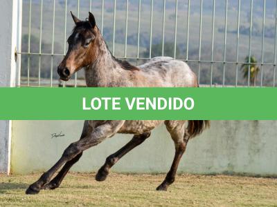 LOTE 022 - JACK PEP KEYS