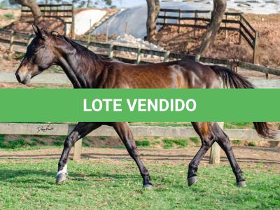 LOTE 008 - INDIAN BOONSMAL SN