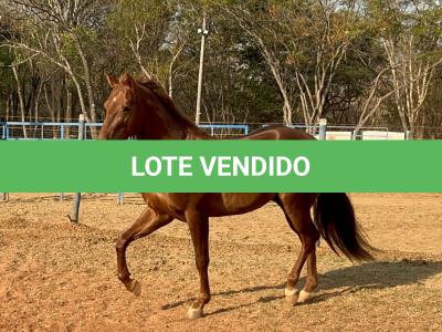 LOTE 018 - SPIRIT HANCOCK