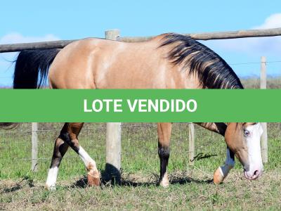 LOTE 003 - PRETTY GUN MIME
