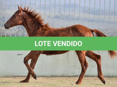 LOTE 013 - JACK FLYER