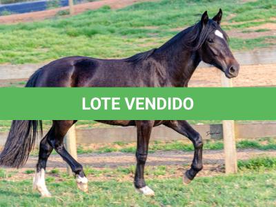 LOTE 006 - KALUNGA DA CAPIVARA