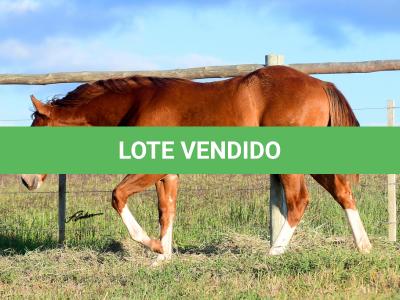 LOTE 021 - JOHN CAT GUN CDA