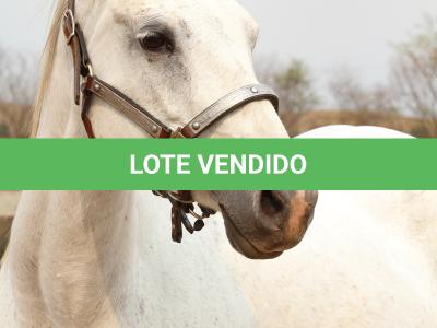 LOTE 007 - KEENNESS BONSMAL