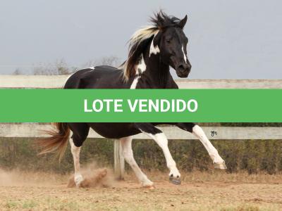 LOTE 011 - SHEZA DOLL HUSTLE