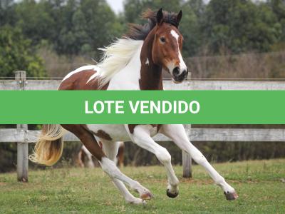 LOTE 011 - KATHLEEN TOP TOO CODY YBJ