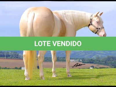 LOTE 002 - BUENA DIAMOND JPJ (Ventre Livre)