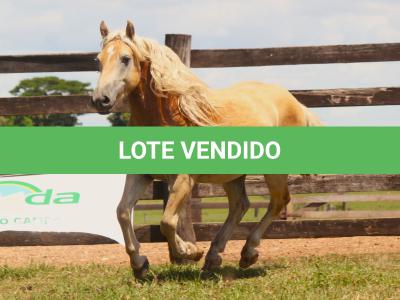 LOTE 006 - CHUCRUTES