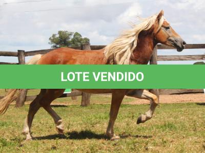 LOTE 010 - GALÃ