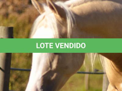 LOTE 010 - LINUX BOY MIME