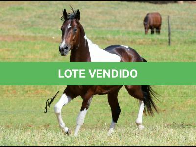 LOTE 003 - COLONEL SPIRIT
