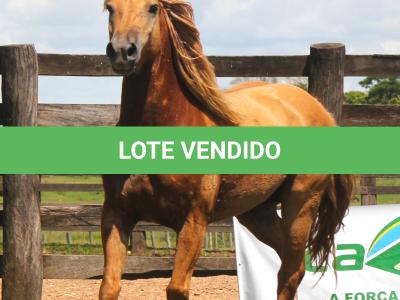 LOTE 013 - MEXICANO