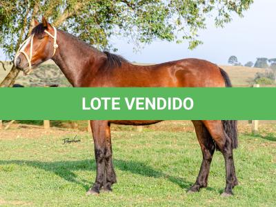 LOTE 002 - JOIA DA CAPIVARA