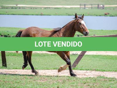 LOTE 001 - SINUELO DA FLORÊNCIA