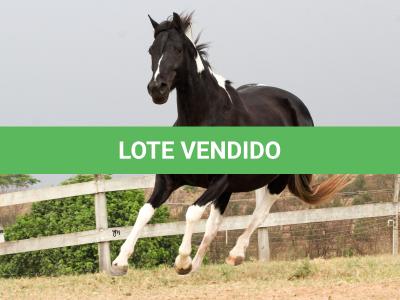 LOTE 011 - SHEZA DOLL HUSTLE