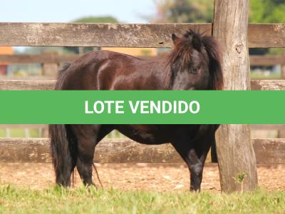 LOTE 001 - TOY