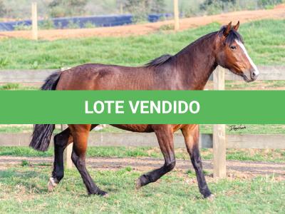 LOTE 002 - JOIA DA CAPIVARA