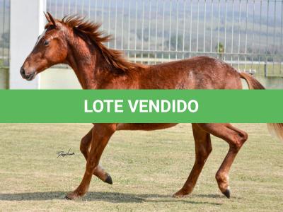LOTE 020 - SPORTIN BLUE BOON