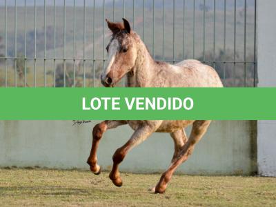 LOTE 007 - JACK KEYS