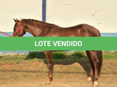 LOTE 018 - SPIRIT HANCOCK