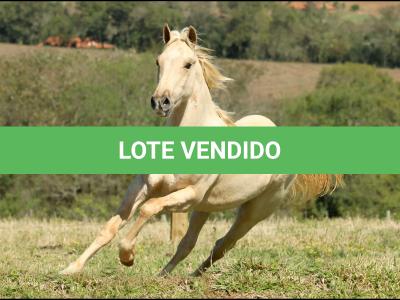 LOTE 017 - SULTAO N MOORE