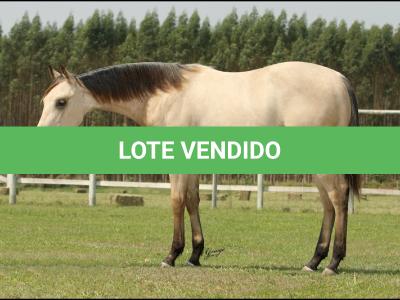 LOTE 004 - LUFTY JAY GUN DU VAL