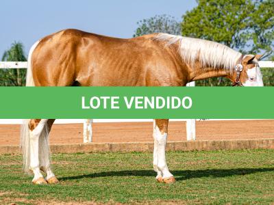 LOTE -200 - ROOSTER PALE FACE (COBERTURAS)