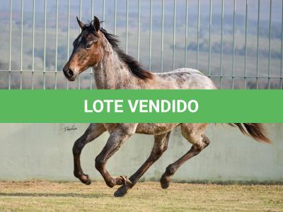 LOTE 022 - JACK PEP KEYS