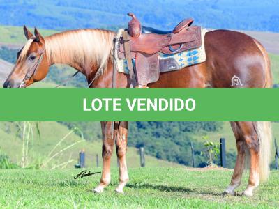 LOTE 019 - GIFT LIGHTS