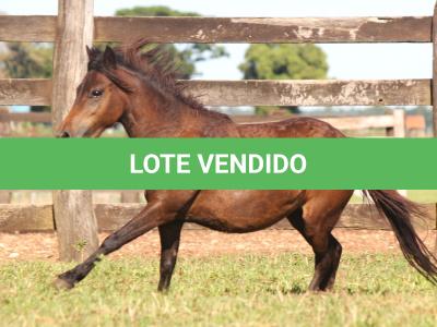 LOTE 008 - NUTELLA