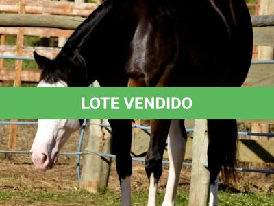 LOTE 011 - SEVERUS BOY MIME