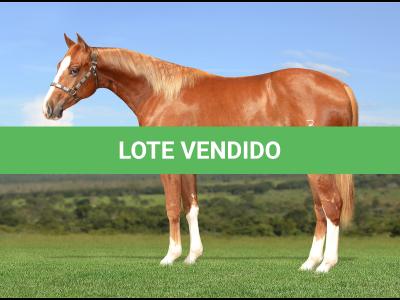 LOTE 023 - HELL BAYOU Z