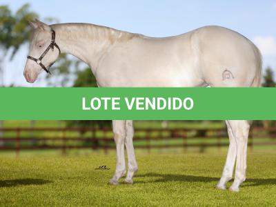 LOTE 020 - CANDY CHEX GUN