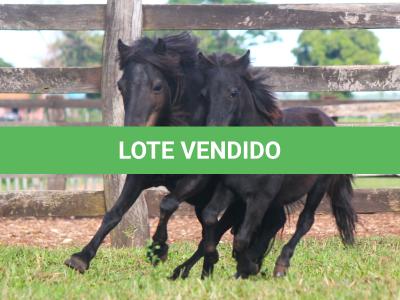 LOTE 004 - MORENA