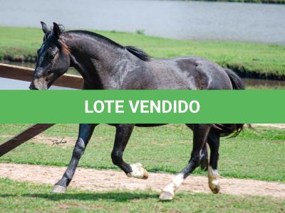 LOTE 003 - BARUC DA FLORÊNCIA
