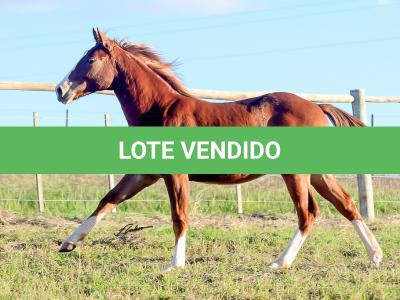 LOTE 021 - JOHN CAT GUN CDA