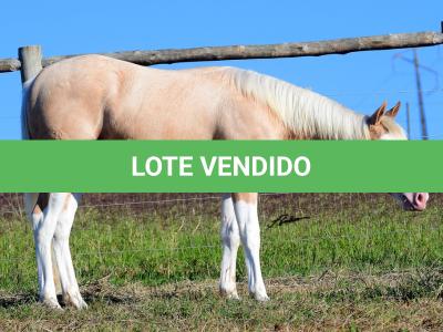 LOTE 012 - MAVERICK BOY MIME