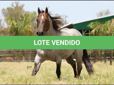LOTE 100 - METALLIC REY STAR 4M (Coberturas)