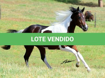 LOTE 003 - COLONEL SPIRIT