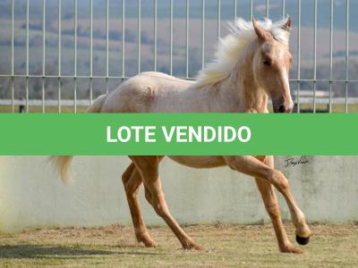 LOTE 002 - PERIS IN BLUE