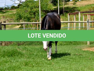 LOTE 011 - SEVERUS BOY MIME