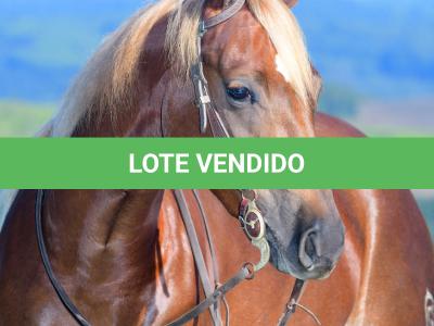 LOTE 019 - GIFT LIGHTS