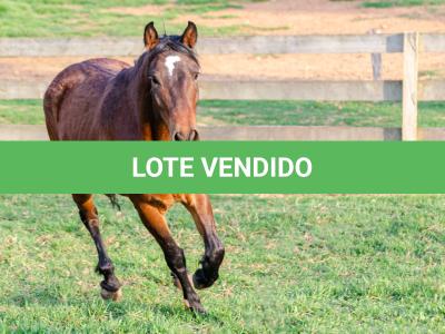 LOTE 011 - NIAZZI TARRAFA